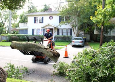 best tree removal service jacksonville florida