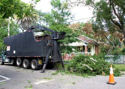 best tree trimming jacksonville fl